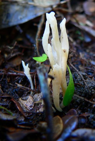 Coral Fungus growing in Rimutaka Forest Park