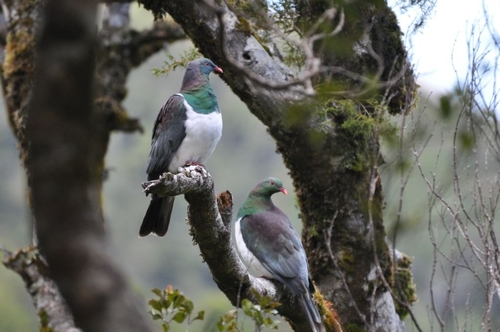Pair of New Zealand pigeon (kereru) in the Rimutaka Forest Park