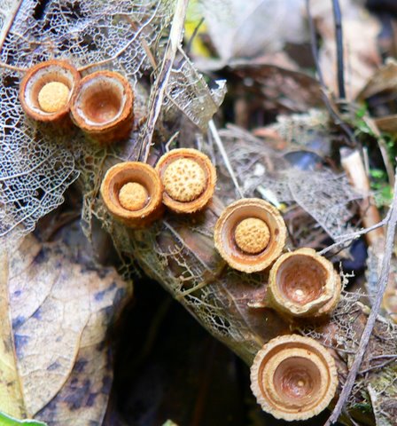 Birds nest fungi growing on a log