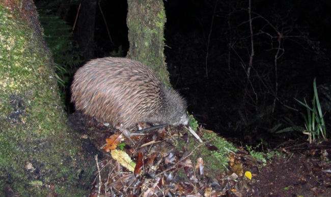 On the first night of its release in May 2006, this kiwi is seen foraging for food and exploring its new environs in the Rimutaka Forest Park