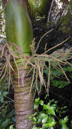 Close up og Nikau Palm in the Rimutaka Forest Park