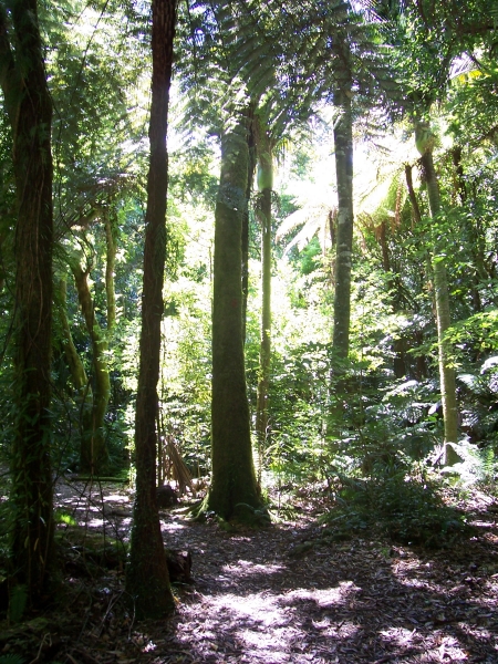 Nikau grove on the Orongorongo Track