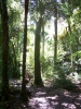 Grove of Nikau Palms straddling the Orongorongo Track