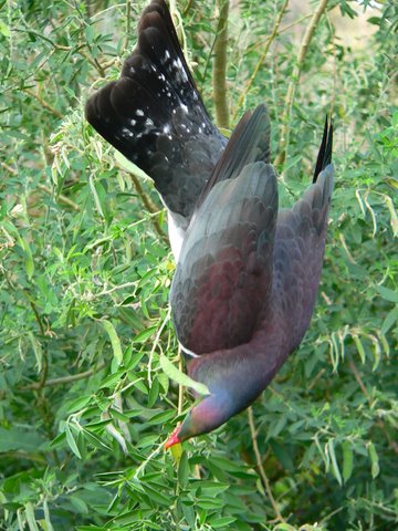 A native wood pigeon (Kereru) forages for food