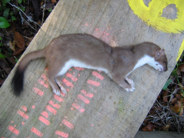 An introduced stoat, the juvenile kiwi's greatest enemy, posing somewhat unwillingly on the lid of one of our stoat traps