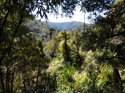 The Catchpool Eco-Hotspot is an area of intensive activity for the Rimutaka Forest Park Trust
