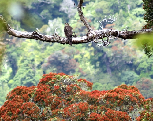 NZ Falcon and Northern Rata - Rimutaka Forest Park - December 2017