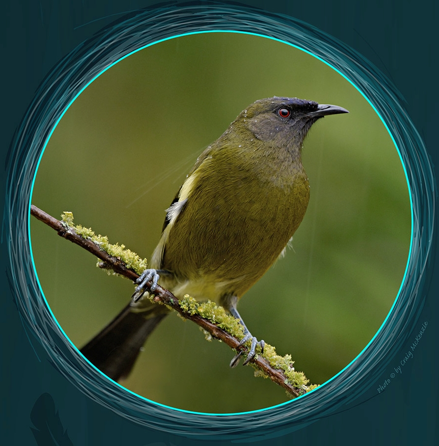 Bellbird