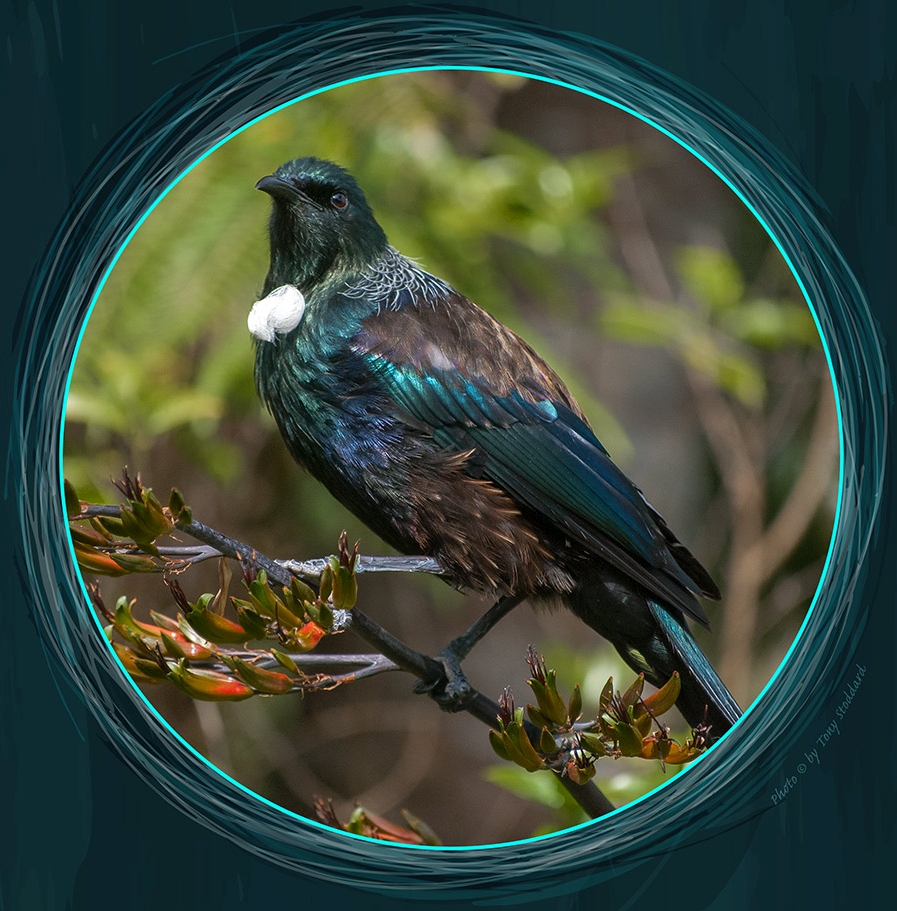 Tui