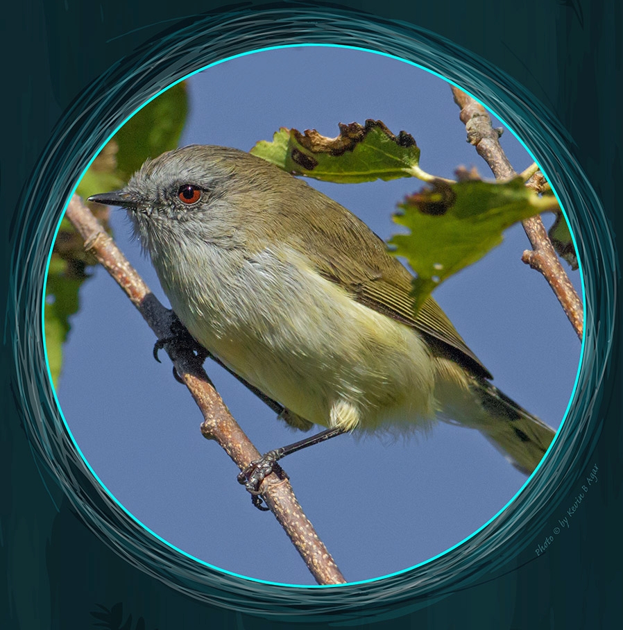 Grey Warbler