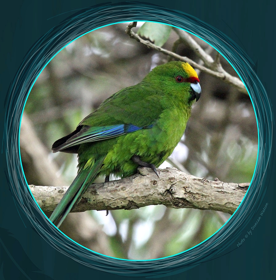 Yellow-Crowned Parakeet