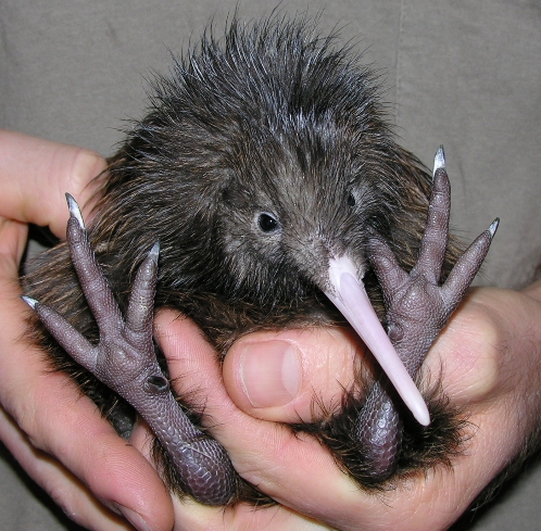 RFP5 - kiwi chick just a few hours after hatching