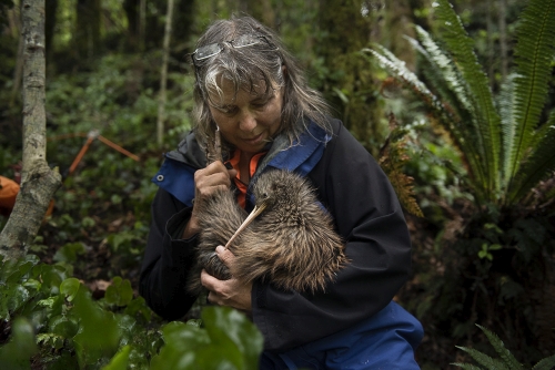 Remutaka Conservation Trust volunteer kiwi handler, Susan Ellis, holds kiwi Marcel after his health-check and transmitter removal