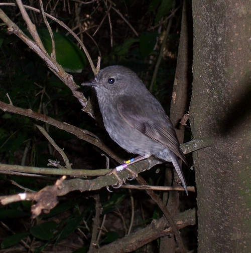 North Island Robin