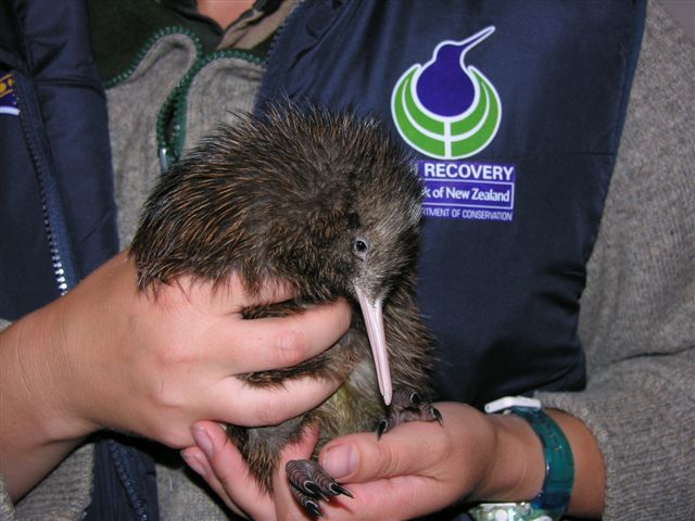 Kiwi held by a member of the BNZ Kiwi Recovery team on the day of the release 