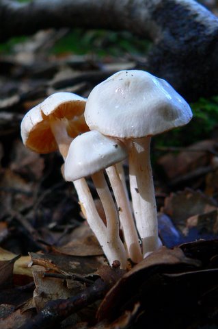 Probably poisonous fungi found in the forest