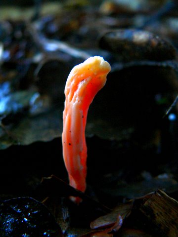 Another funky fungi found in the forest