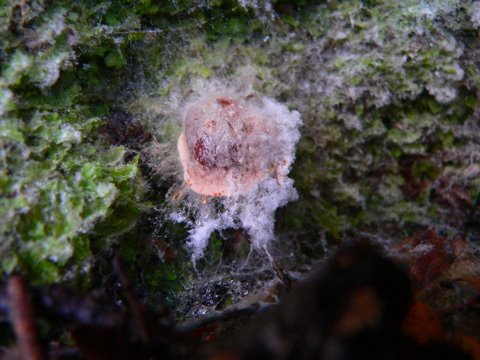 Sponge-like fungus in the Rimutaka Forest Park