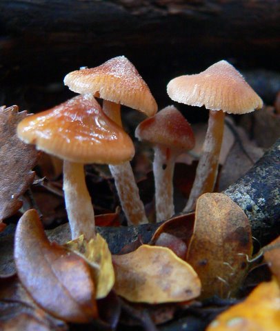 Toadstools growing in the Rimutaka Forest Park