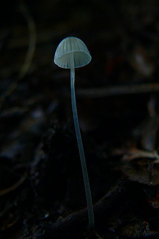 Ghostly transpararent fungus growing in the Rimutaka Forest Park