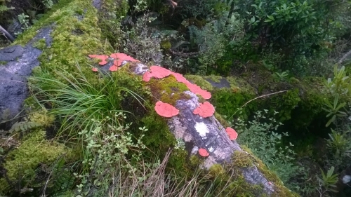 Fungi covering a fallen tree limb in the forest