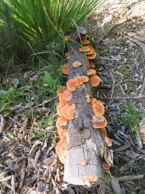 Orange fungi growing on a rotting log