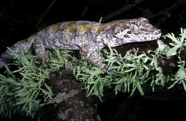 Night shot of a Forest Gecko