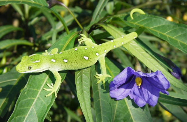 Wellington Green Gecko - naultinus punctatus elegans - on Poroporo leaves