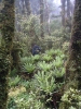 Hunting for wild pigs, deer and goats in the Rimutaka Forest Park