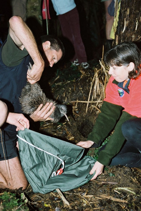 Kiwi One is unbagged and prepared for release into the wild