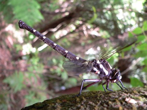 A giant dragonfly in the Rimutaka Forest Park