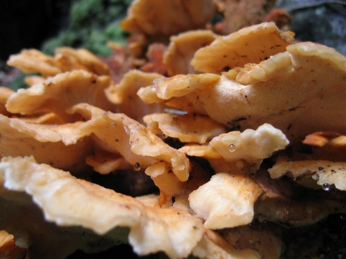 Fungi are abundant in the Rimutaka Forest Park - there are literally hundreds of varieties to discover