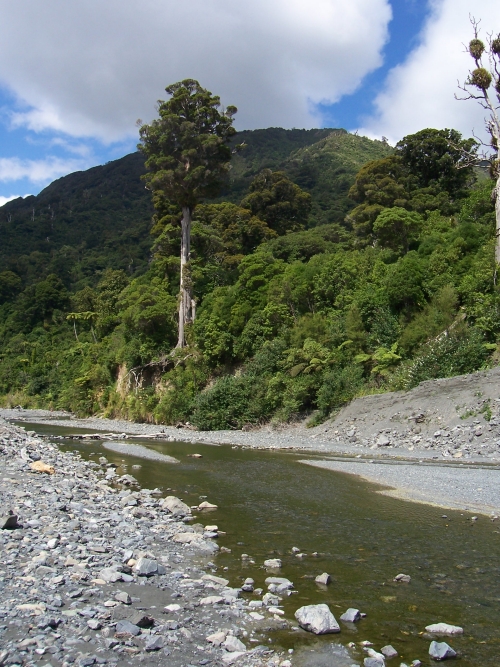 The Orongorongo River during a dry spell in the Rimutaka Forest Park