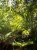 Lancewood and Nikau Plams in the Rimutaka Rainforest