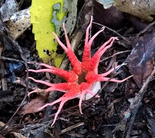 Anemone stinkhorn fungus shown on bed of leaf litter