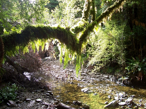The Turere Stream drains a large catchment area between the McKerrow and Whakanui Tracks in the Rimutaka Forest Park