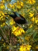 Tui (Parson Bird) on Kowhai