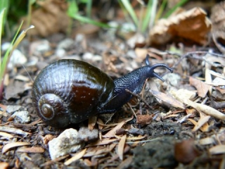 Carniverous snail - Wainuia urnula urnula - is a lot faster than most other snails!