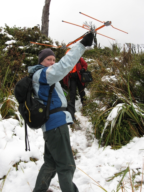 Radio tracking kiwi with a VHF receiver and Yagi antenna in the snow during winter