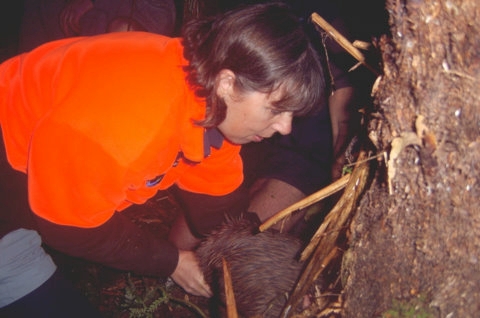Susan Ellis releasing a kiwi into a burrow