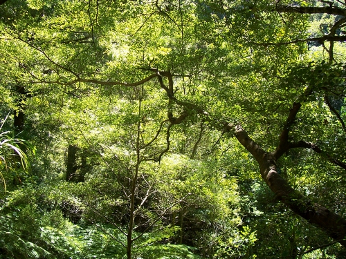 Lowland beech forest viewed from the Orongorongo Track, Rimutaka Forest Park