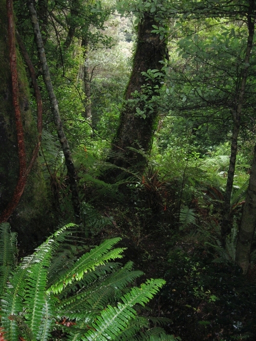 Beautiful native bush scene which includes a well-hidden Brown kiwi burrow in the Rimutaka Forest Park