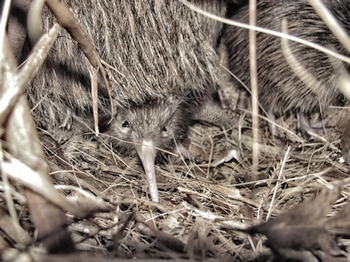 Busy burrow. Mr Baggins' with both chicks.