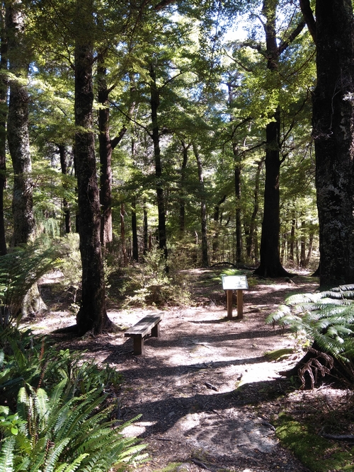 Open beech forest area above Grace's Stream as viewed from the Old Five Mile Track.