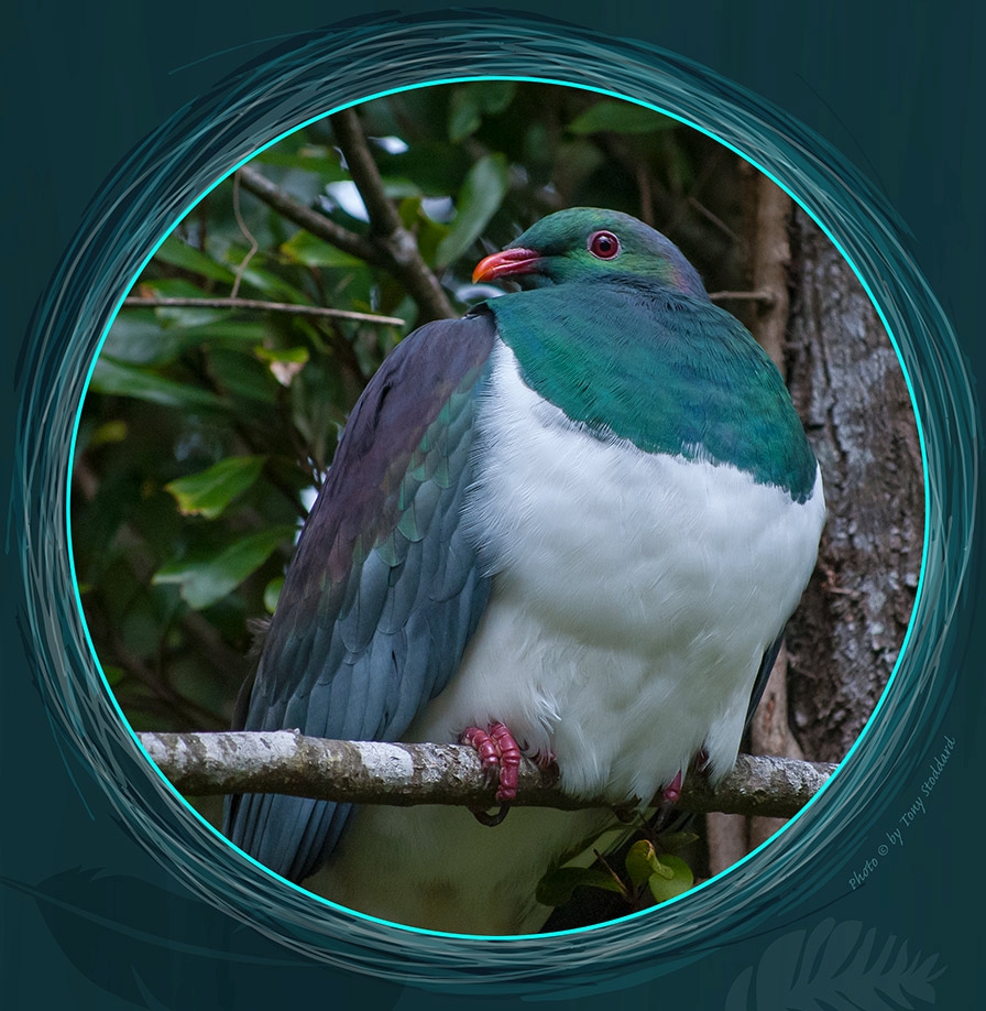 Kereru