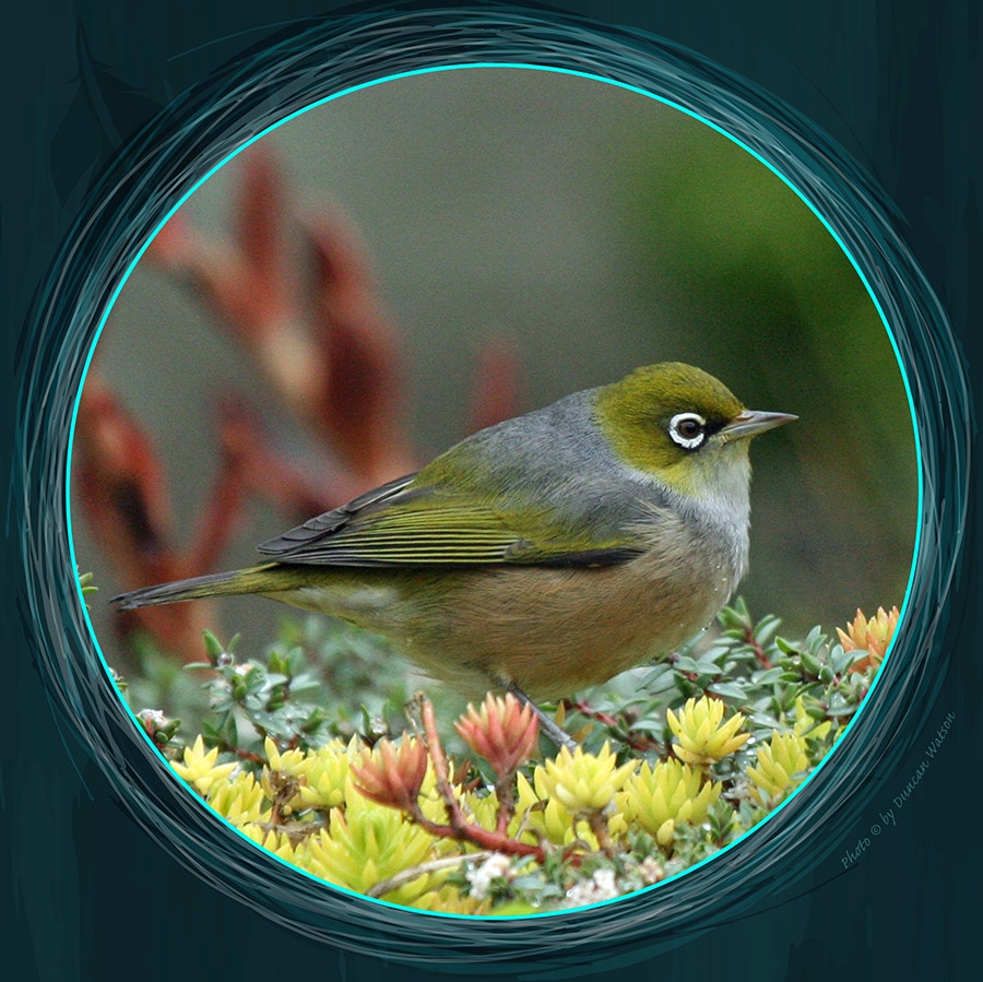 Silvereye