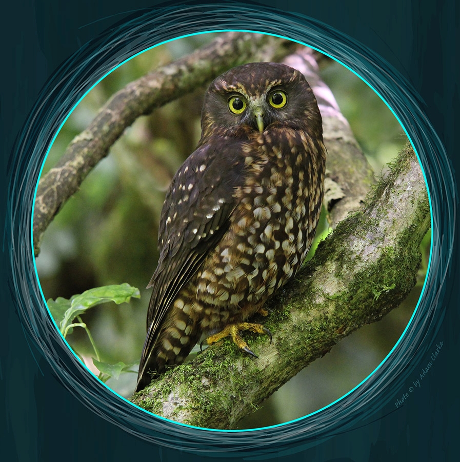 Morepork