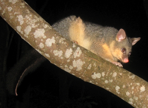 Possum