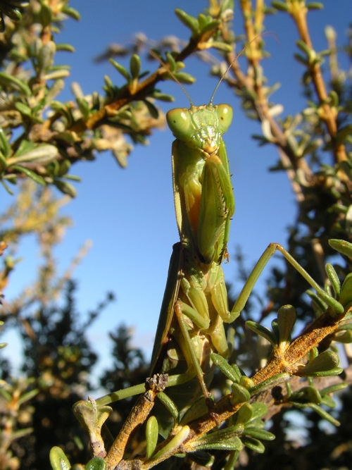 Praying Mantis