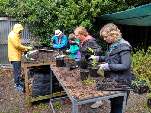 Group of volunteers in a nursery transferring kanuka seedlings from root-trainers to larger pots.